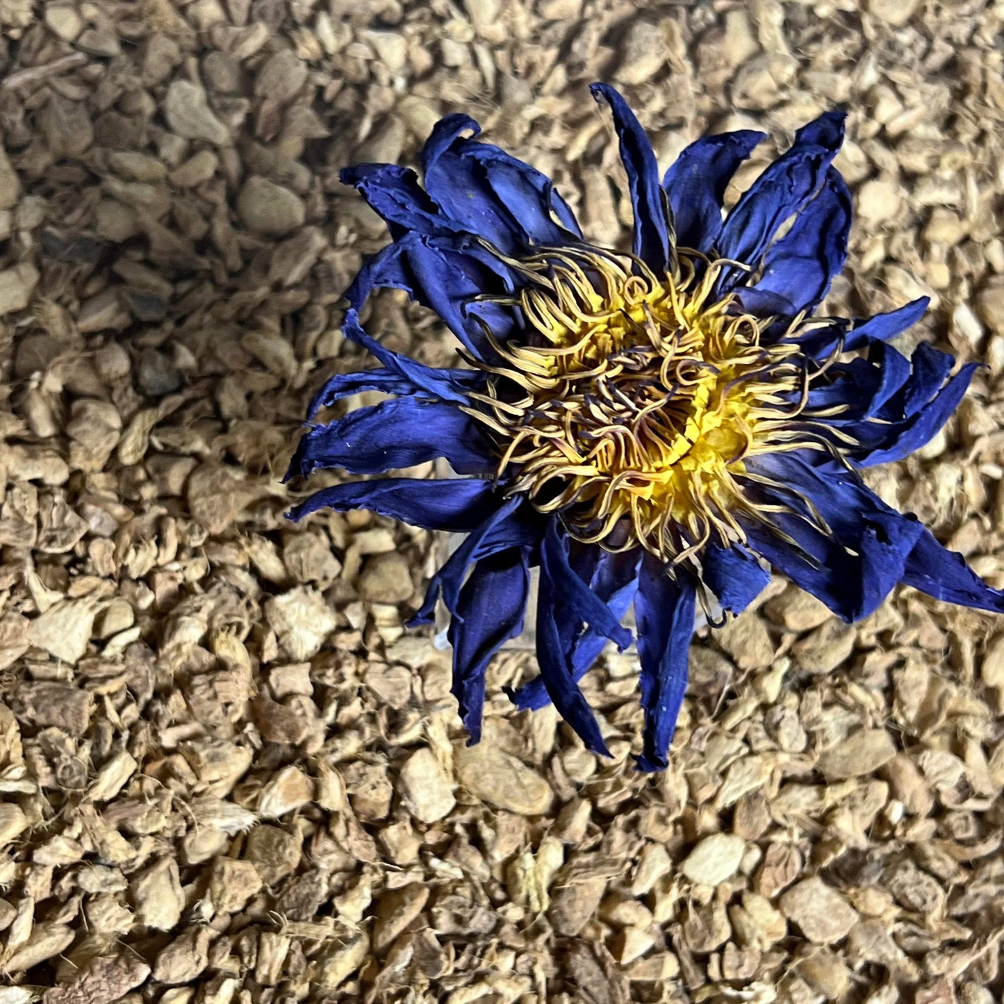 Blue Lotus Whole Flower 6-Pack Sachet Set | 3.5" x 4.75"