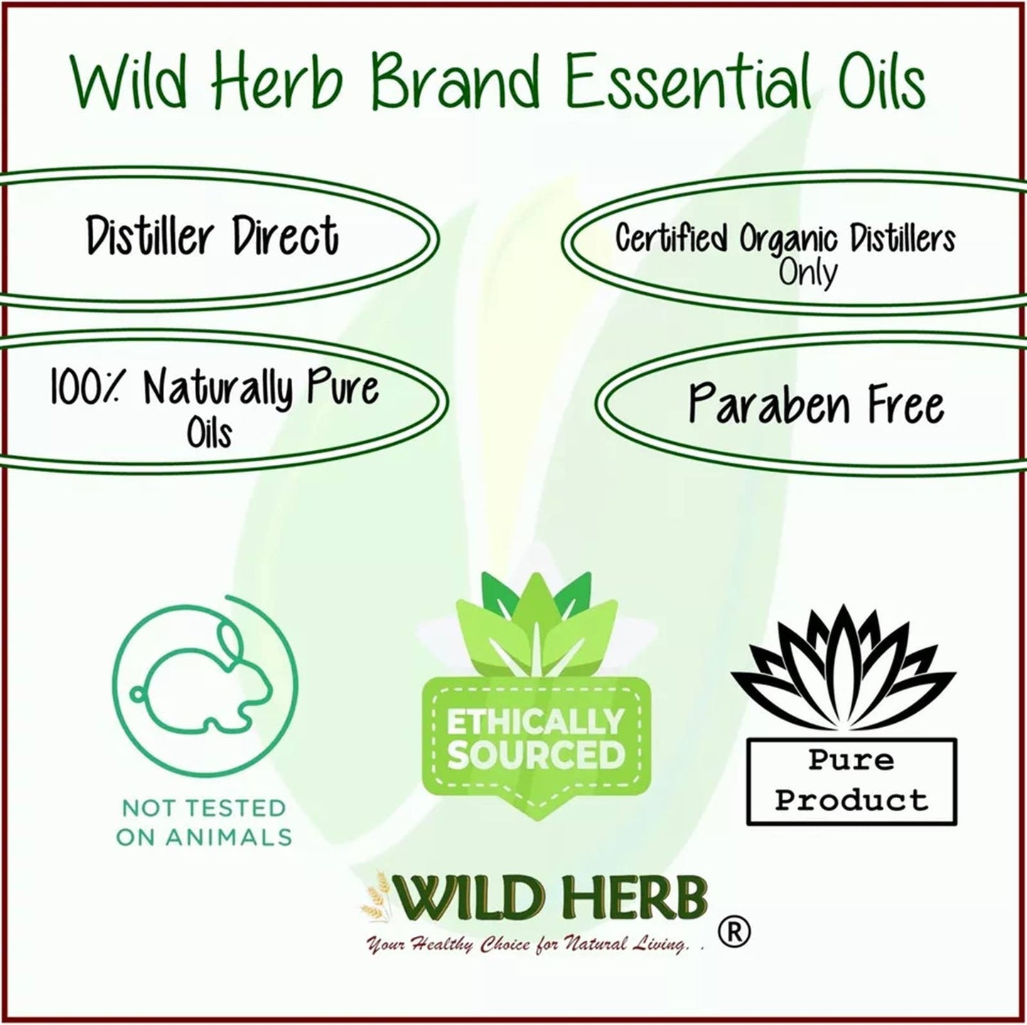 Oregano Essential Oil Bulk Size Pour Your Own Bottles