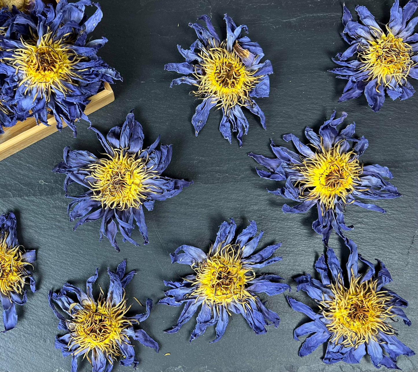 Blue Lotus Whole Flower 6-Pack Sachet Set | 3.5" x 4.75"